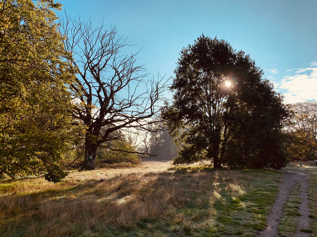 Ein Baum aus der Region